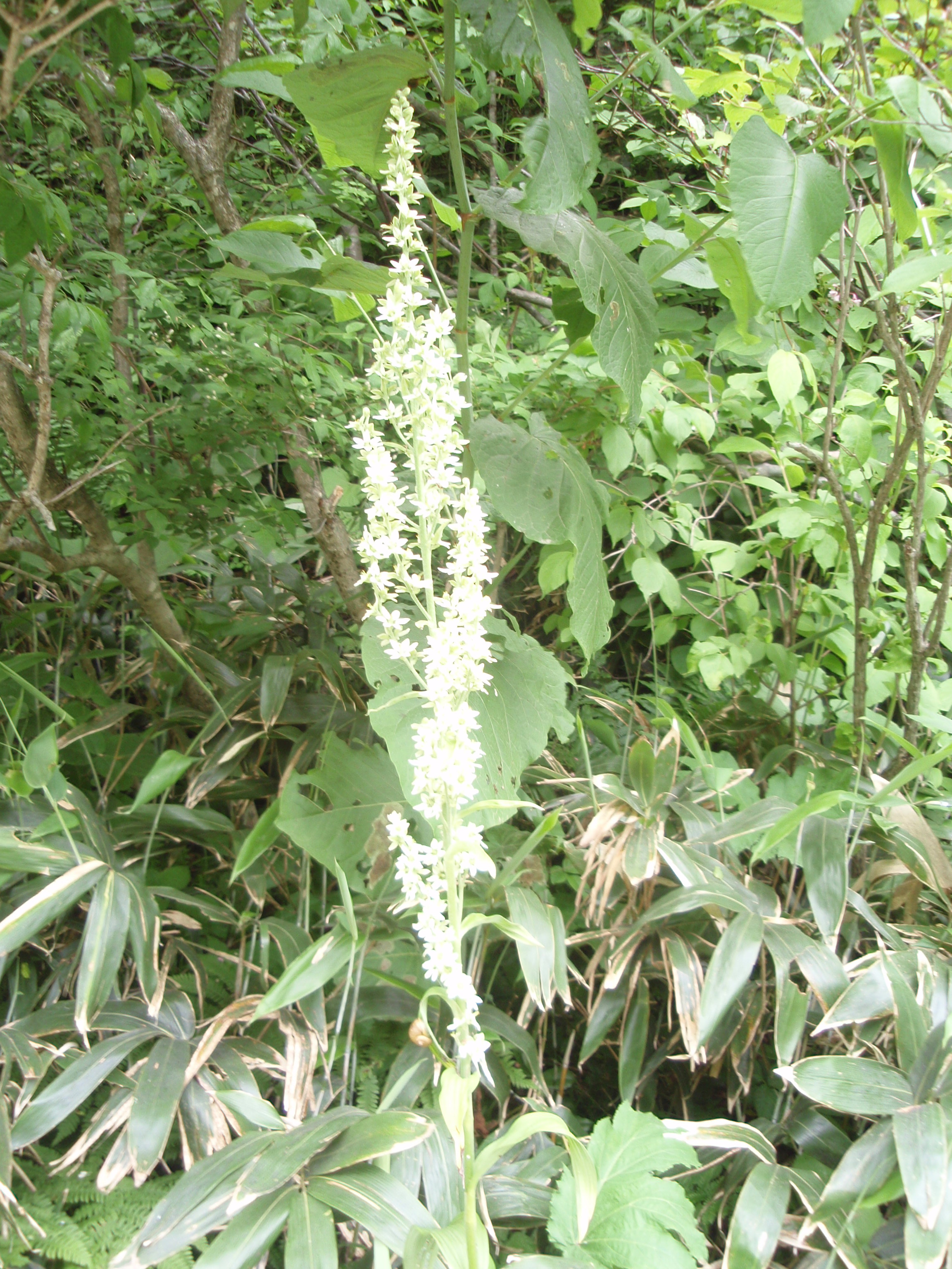 フラワーソンと二枚貝 003.jpg