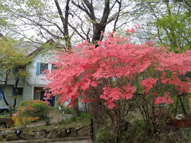 230506tsutsuji.jpg