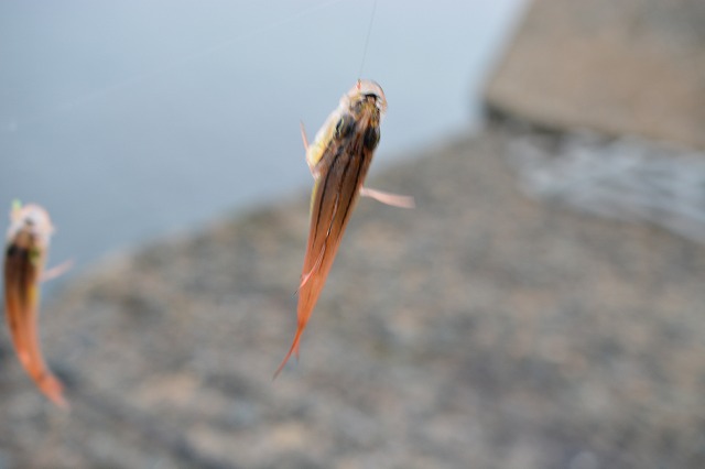 showPhoto (640×426)