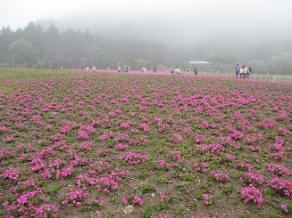 富士芝桜.jpg