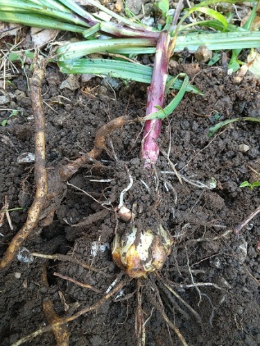 折れたタカサゴユリの球根を移植しました v ネコ様とガーデニング 楽天ブログ 折れたタカサゴユリの球根を移植しました v ネコ様とガーデニング 楽天ブログ
