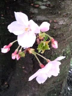 ひっそり咲く桜と蕾2017