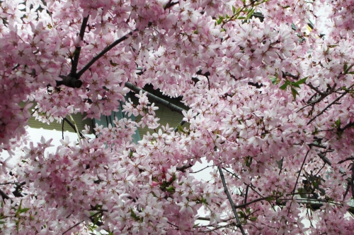 パレスホテル枝垂れ桜.JPG