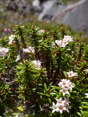 浅間外輪山の花3.jpg