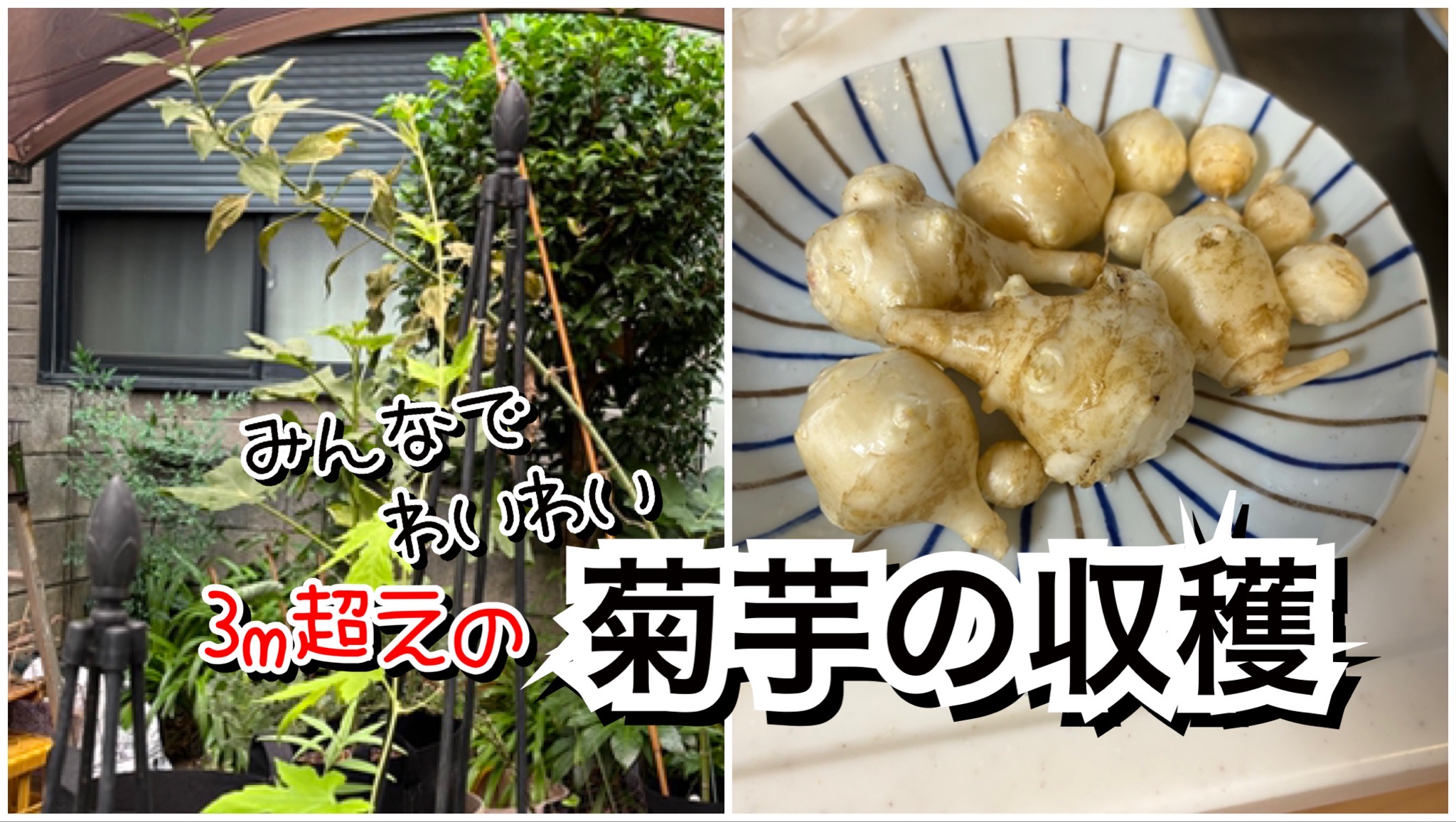 菊芋収穫サムネ