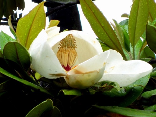 花や葉の大きく立派なことを名山の泰山 たいざん に例えたタイサンボクの花 自然観察の振返り 24 モクレン科の植物 第5回 しろうと自然科学者の自然観察日記 楽天ブログ