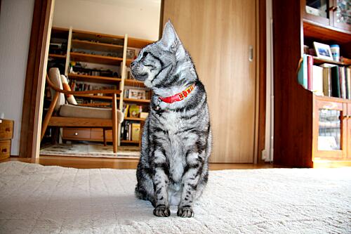 img_cyapi_and_mimi_9925.jpg