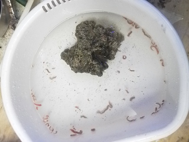 DSC_0474.jpg