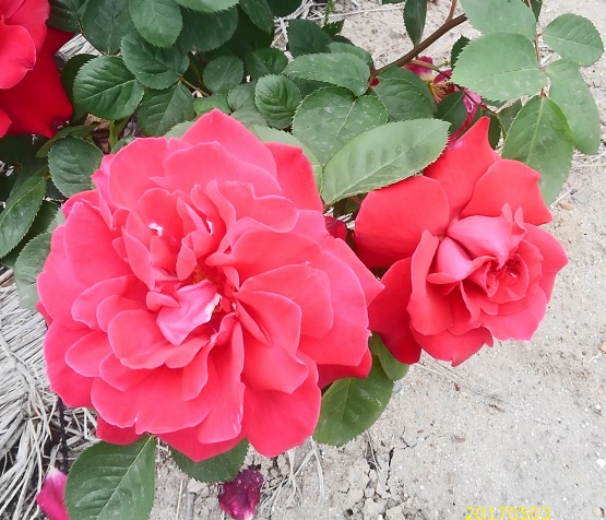 薔薇1320170503.jpg