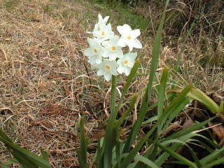 2012.3.10すいせん.JPG
