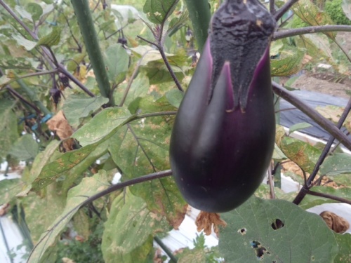 雨降らなすぎで野菜が悲鳴を上げている 家庭菜園デザインノート 楽天ブログ