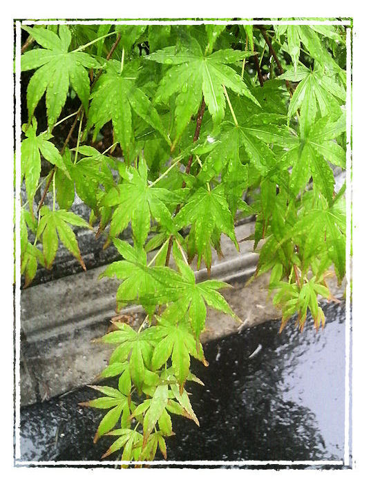 流されて行く先は・・・(V.2012_06_23__11_21_44).jpg
