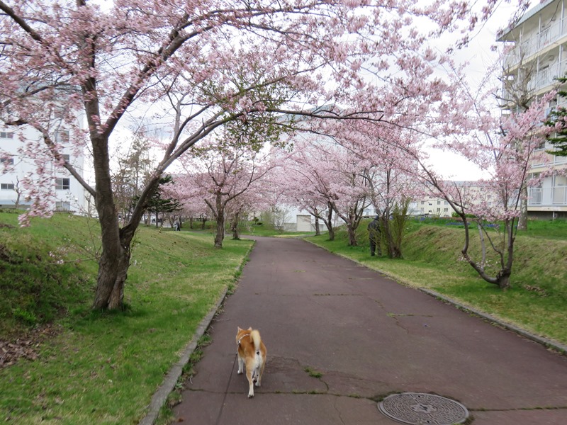 2桜の散歩道.jpg