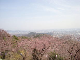 さくら