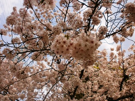 満開の桜８.jpg