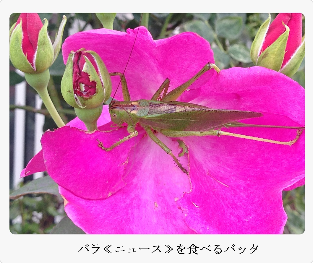 バッタとニュース_2015-06-24_07-33-11.JPG