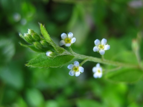 茎の先にサソリ型花序を伸ばし淡青紫色の花を咲かせるキュウリグサの花 4月のウォーキングコースの植物 しろうと自然科学者の自然観察日記 楽天ブログ