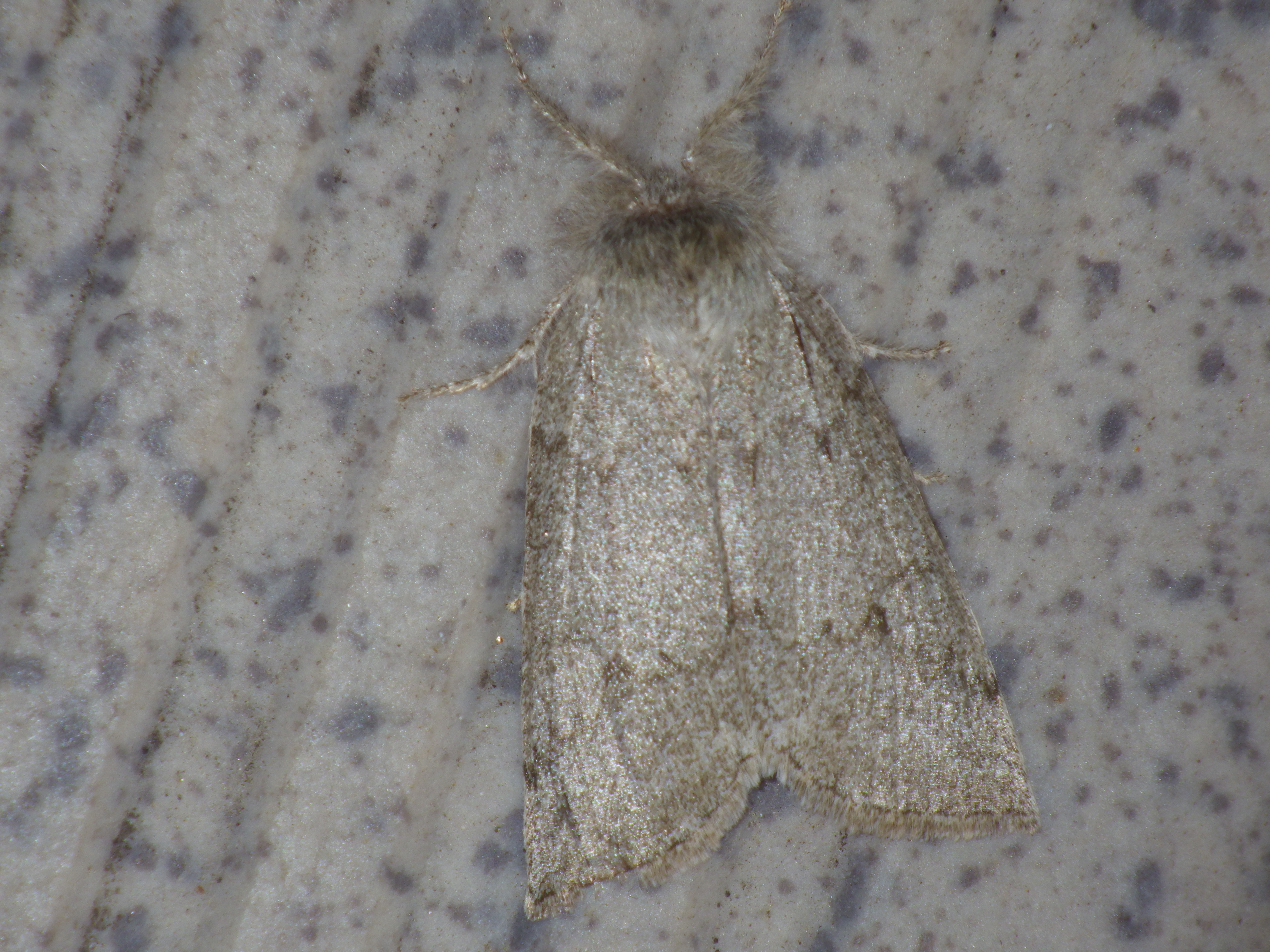 ヒロバトガリエダシャク