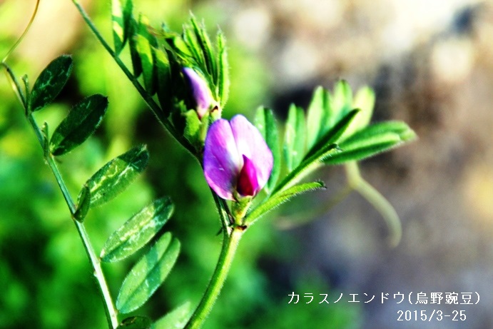 カラスノエンドウ.jpg