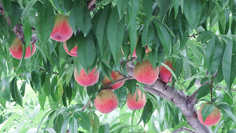 DSCF9075.JPG