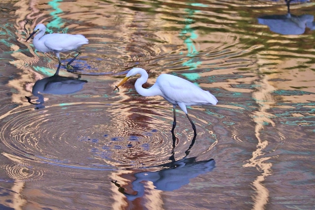 CJ9I0549 (640x427).jpg