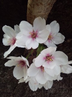 木陰にひっそり咲く桜2014