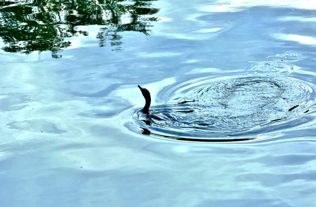 B97A6348 (1024x672).jpg