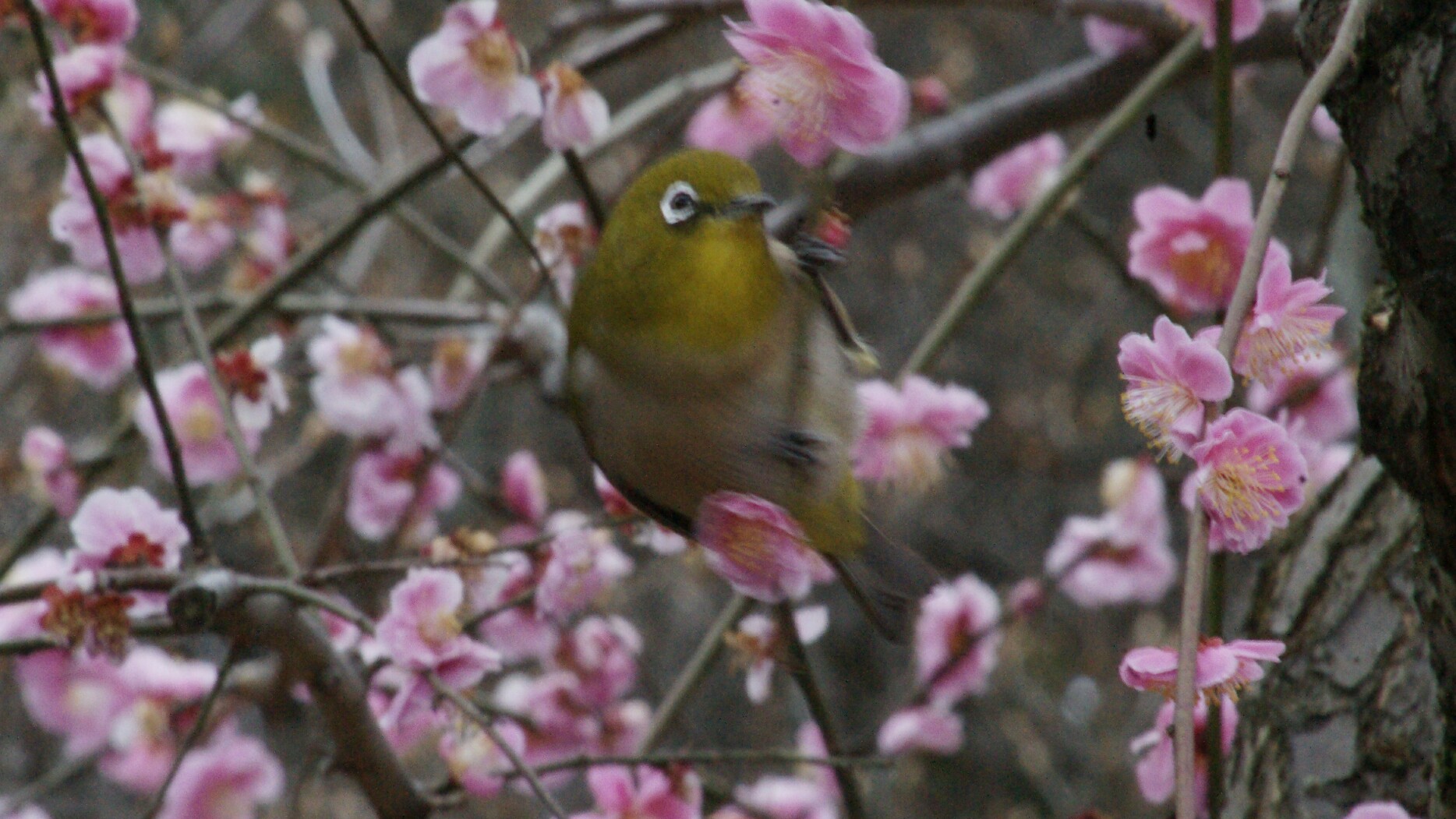 城南宮 うめじろいえ2.png