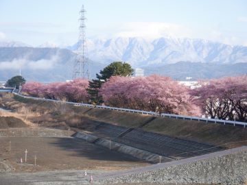 00tairyousakura.JPG