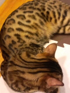 ヒョウ柄の猫2015＜4＞