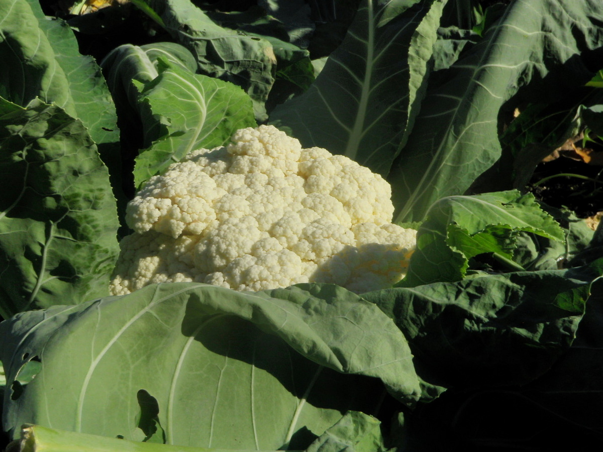 花椰菜.JPG