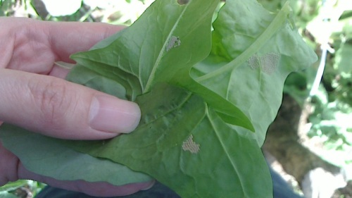 葉物野菜に虫の卵を大量発見です ネコ様とガーデニング 楽天ブログ