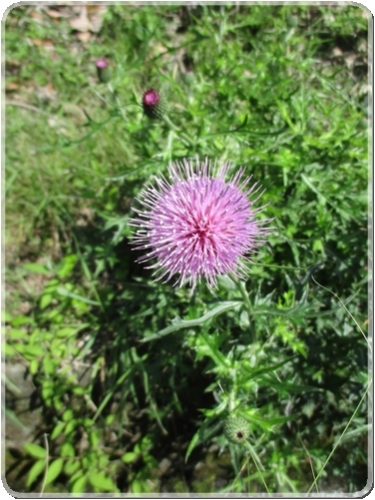 2860春咲きのアザミも咲き始める_2860.jpg
