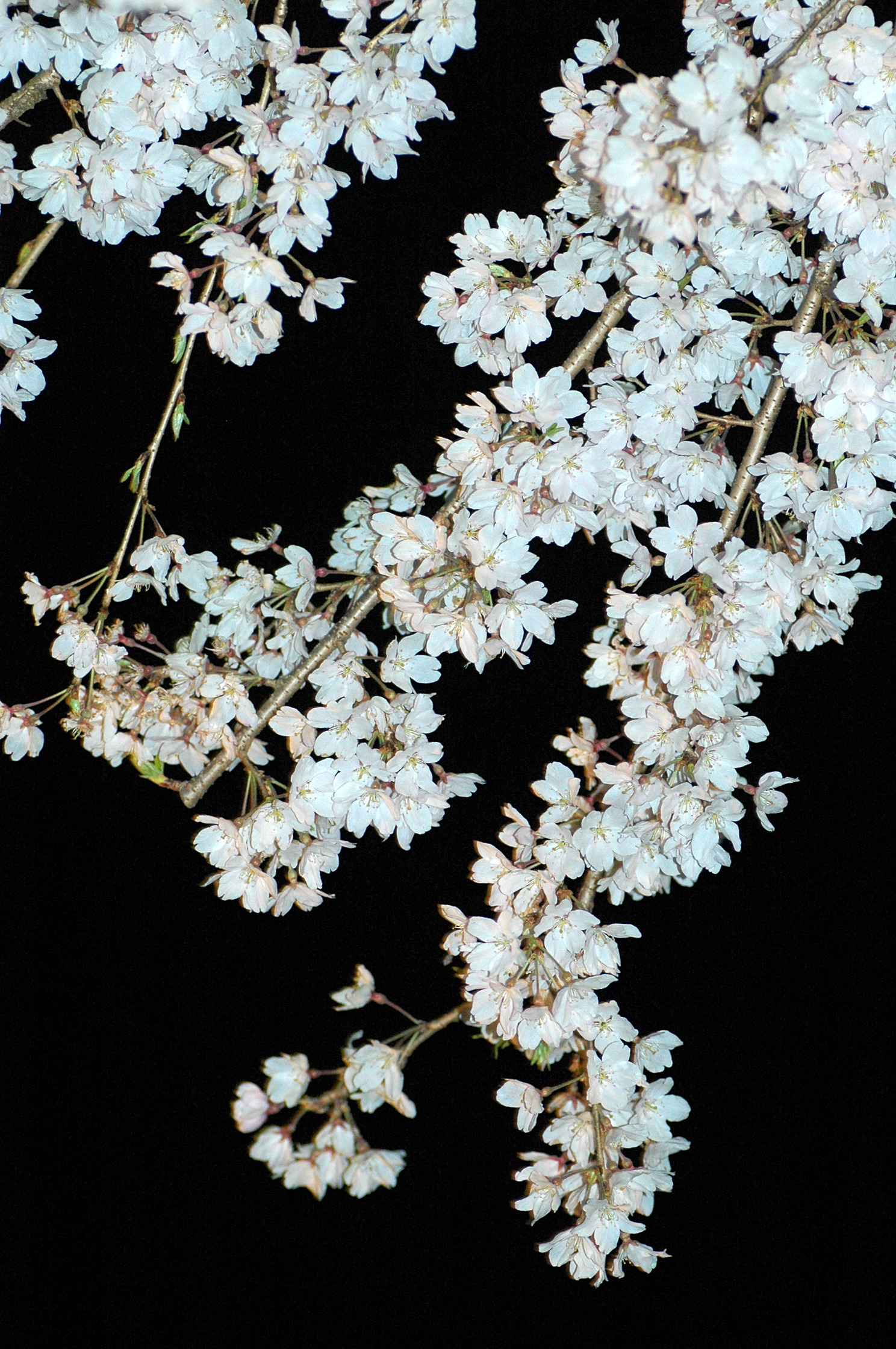 120408hanami3