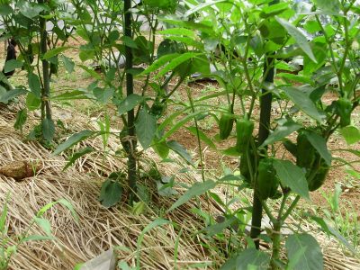 ピーマン シシトウ 野菜と果樹農家の栽培日記 楽天ブログ
