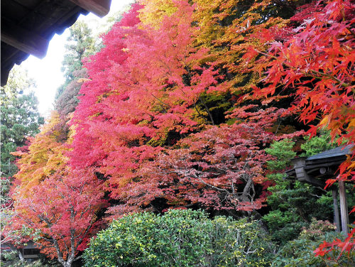 114.nanzenji-19.jpg