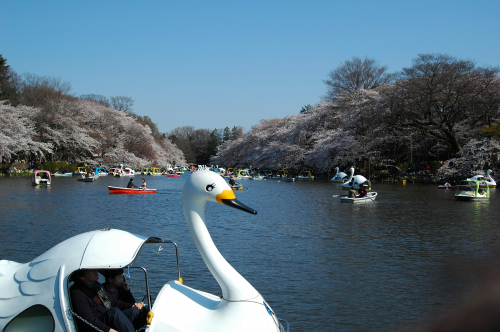 120408hanami1