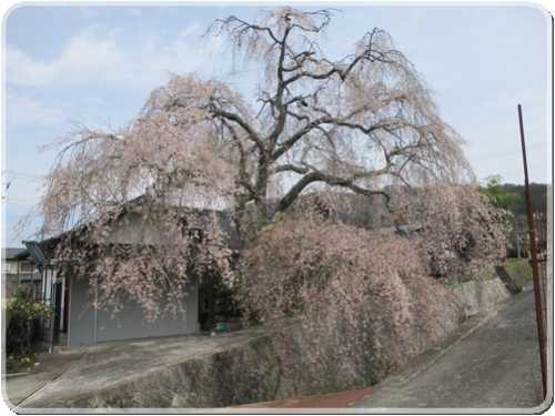 2741古木の桜_2741.jpg