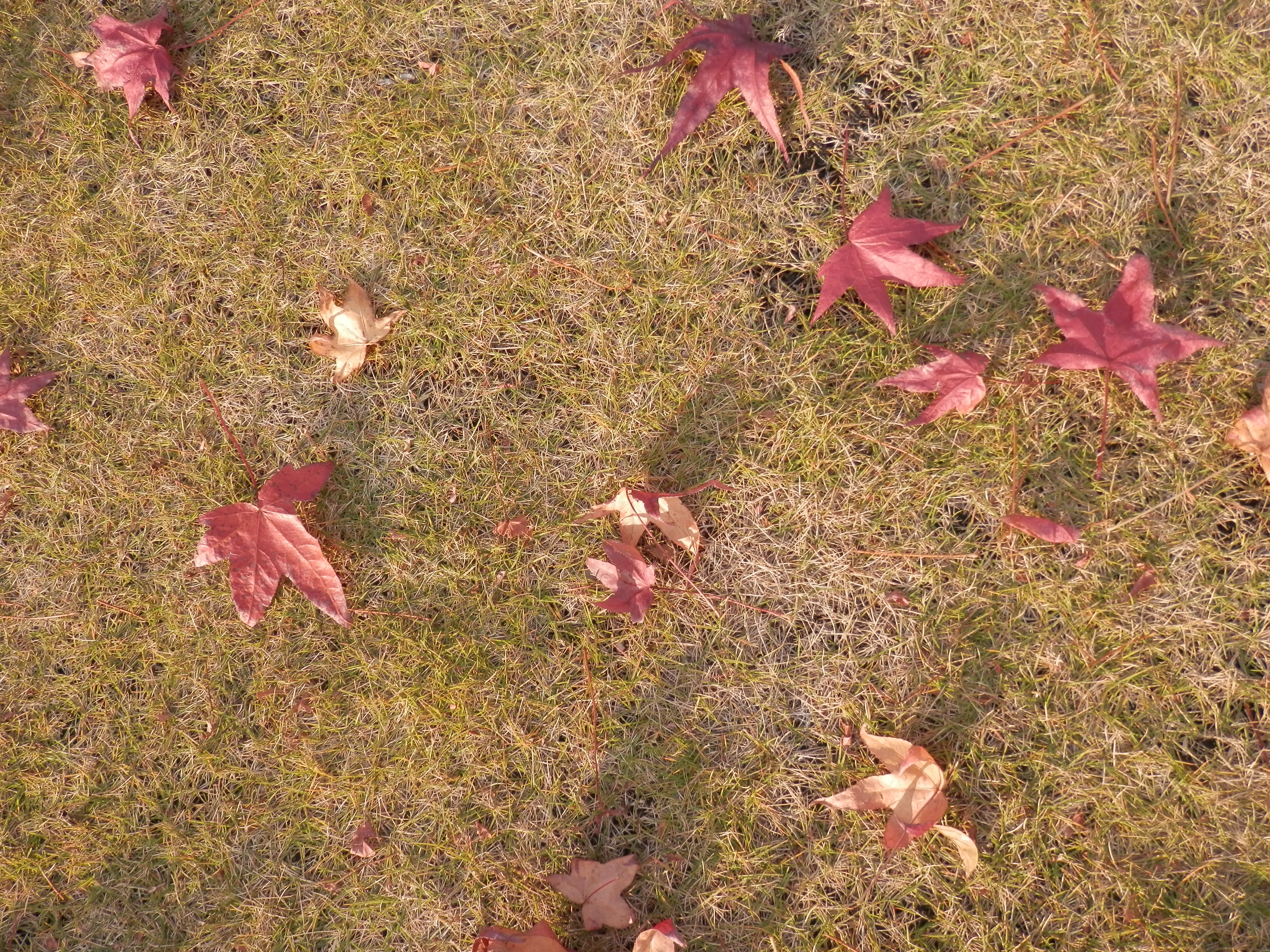 PB182102.JPG