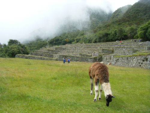 マチュピチュ　リャマと段々畑 (19).JPG