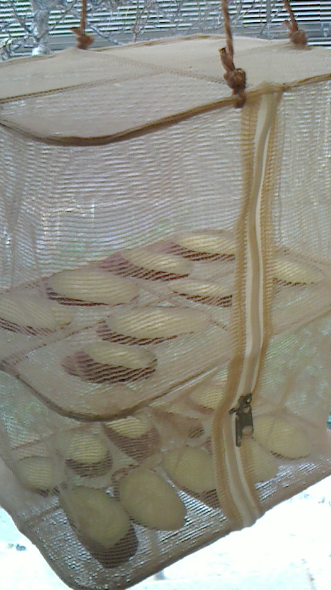 NEC_0137.JPG