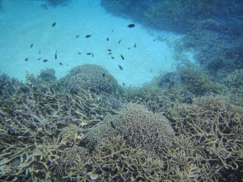 珊瑚と白砂地＜2＞.JPG