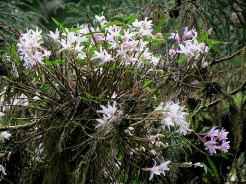 セッコクの花 初夏 5月下旬 の高尾山での自然観察 その8 しろうと自然科学者の自然観察日記 楽天ブログ