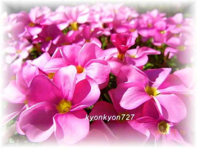 DSCN9769.jpg