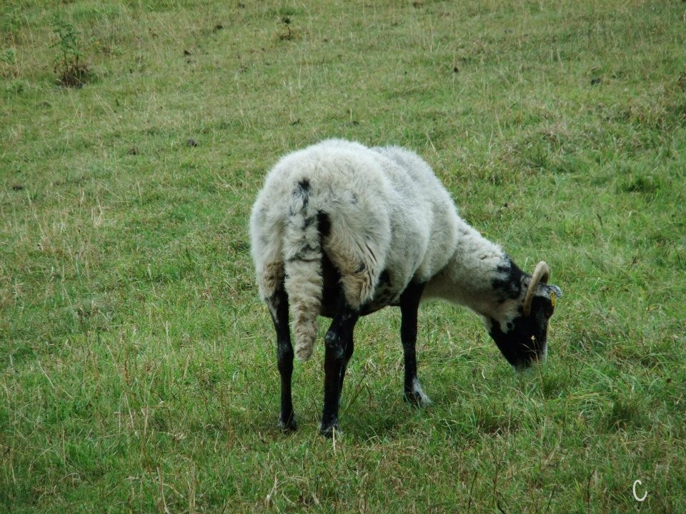 305818_10150291842152821_1547819342_n[1] (2).jpg