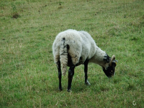 305818_10150291842152821_1547819342_n[1] (2).jpg