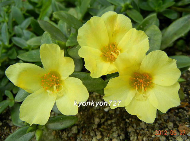 ポーチュラカ黄1