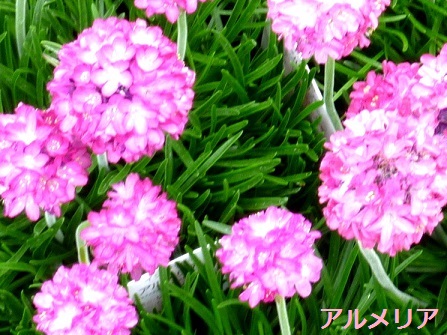 P1040748-001.JPG