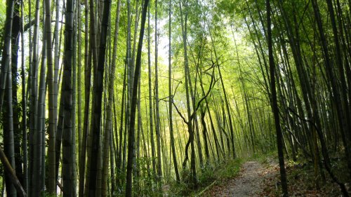043ウワナリ塚古墳付近の竹林の道 (3).JPG