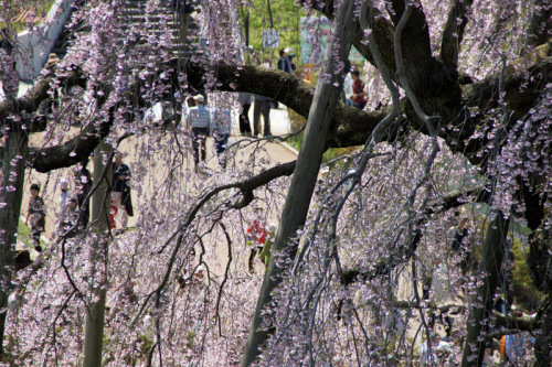 0428滝桜１４.jpg